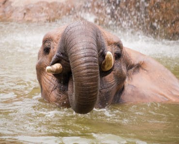 Elephant bath in Goa : Have you tried it yet