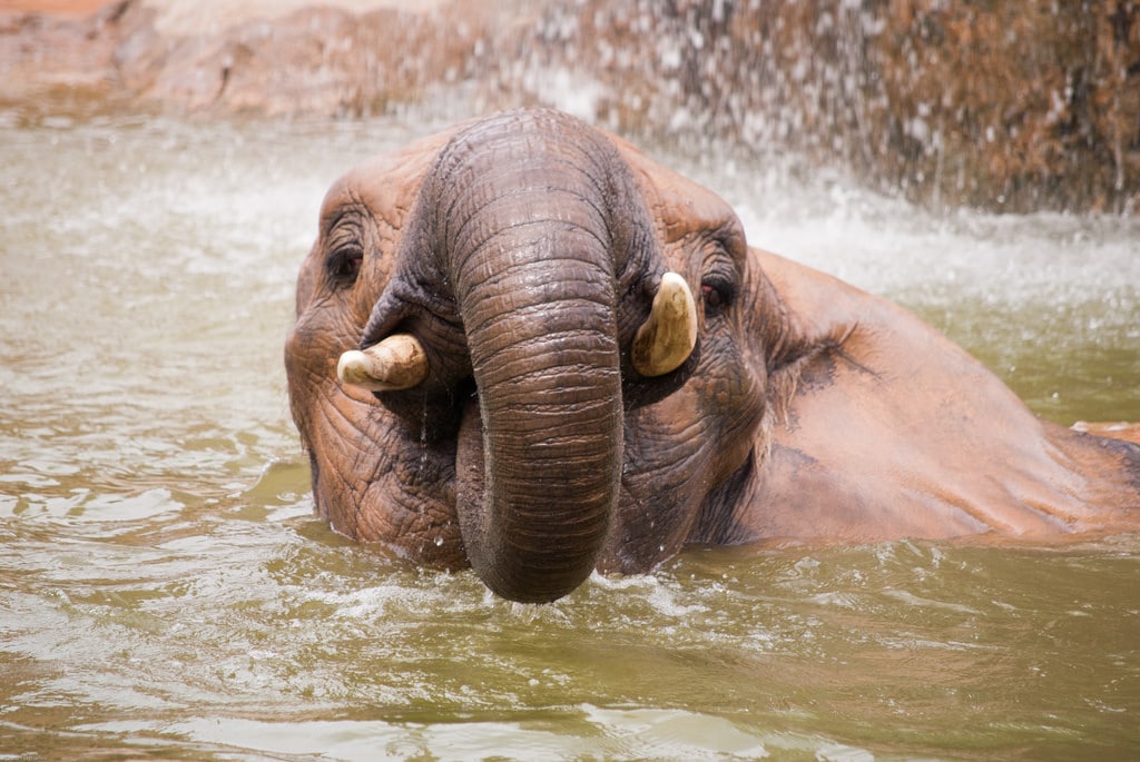 elephant bath in Goa - elpehants in goa - goa elephants - goa wildlife - goa wildlife tour