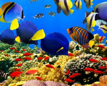 Top 5 Scuba Diving places in India for an exciting experience!