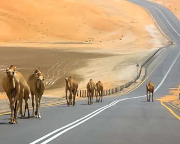 Top 5 Exciting Weekend Road Trip Destinations in  UAE