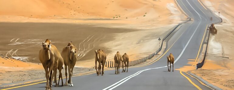 Top 5 Exciting Weekend Road Trip Destinations in  UAE