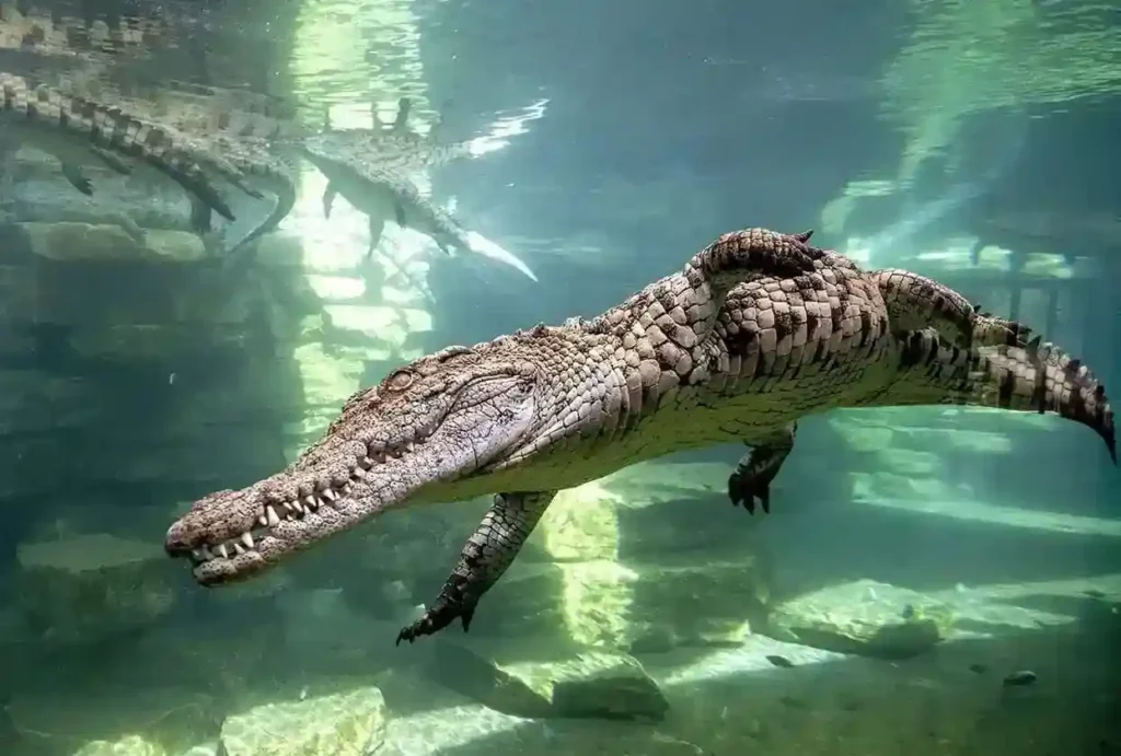 Dubai crocodile aquarium 