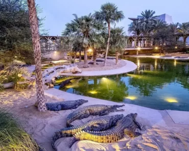 Dubai Crocodile Park 🐊- Must Visit Places of Dubai!