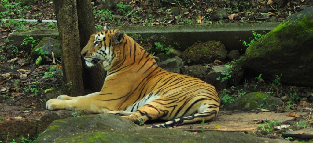 6 Wildlife Sanctuaries In Goa For All Animal Lovers - Lokaso, your photo  friend