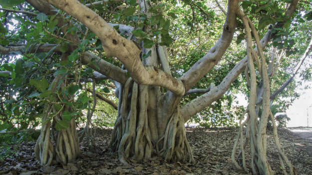 Saligao Banyan Tree