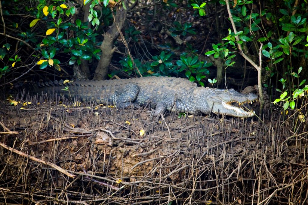 Fresh Water Crocodiles at Cumbharjua Canal, North Goa, goa