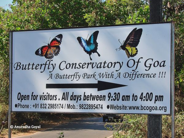 butterfly-conservatory-of-goa