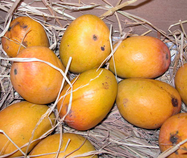 alphonso-mango-in-goa-goa-mango-season-lokaso