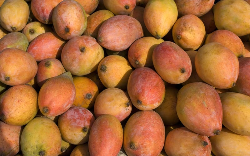mankurad-mango-goa-mango-season-lokaso