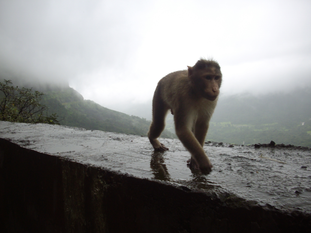 monkeys-spotted-at-western-ghats-road-trip-to-malvan-lokaso