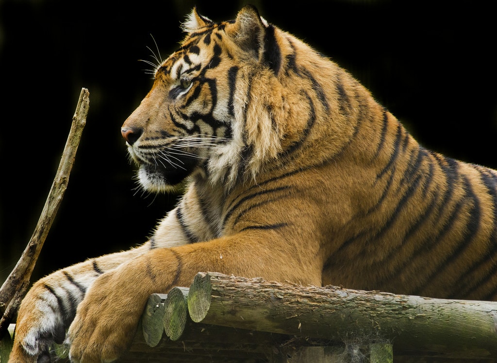 bondla wildlife - Goa - Bondla - Bondla tigers - Goa wildlife