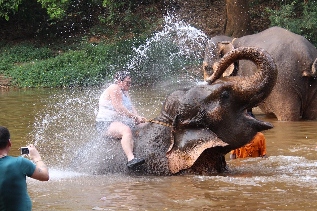 elephant bath in Goa - elpehants in goa - goa elephants - goa wildlife - goa wildlife tour